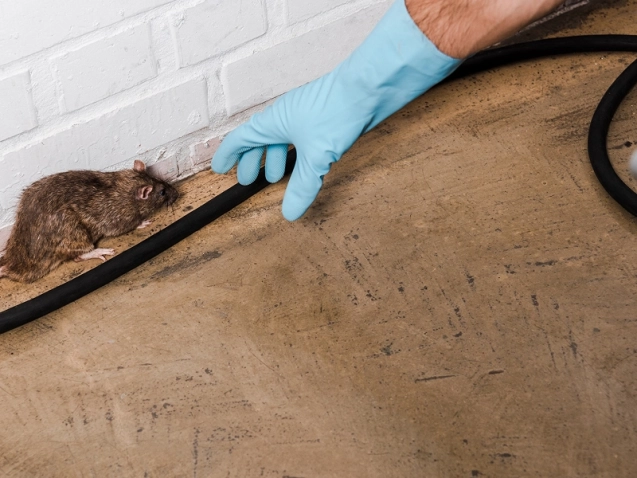 What Causes Pest Infestations in Residential Properties_ (1)