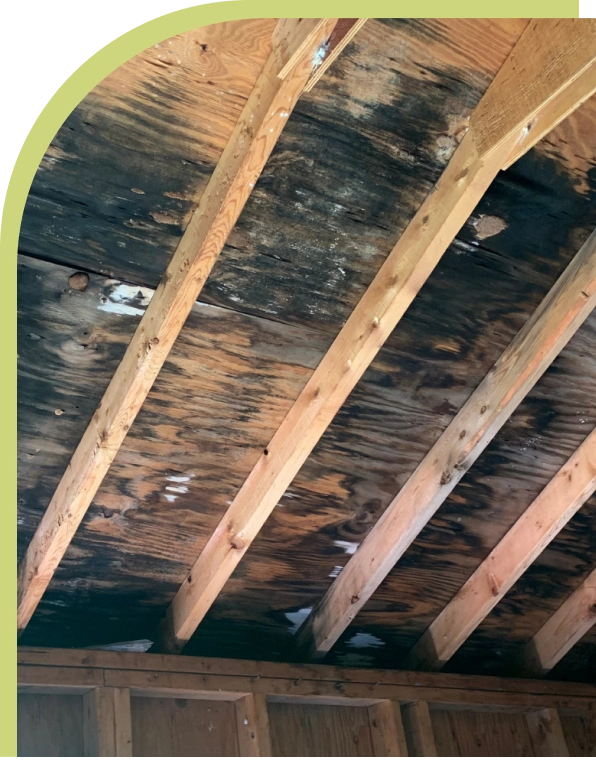professional-mold-terrace.webp