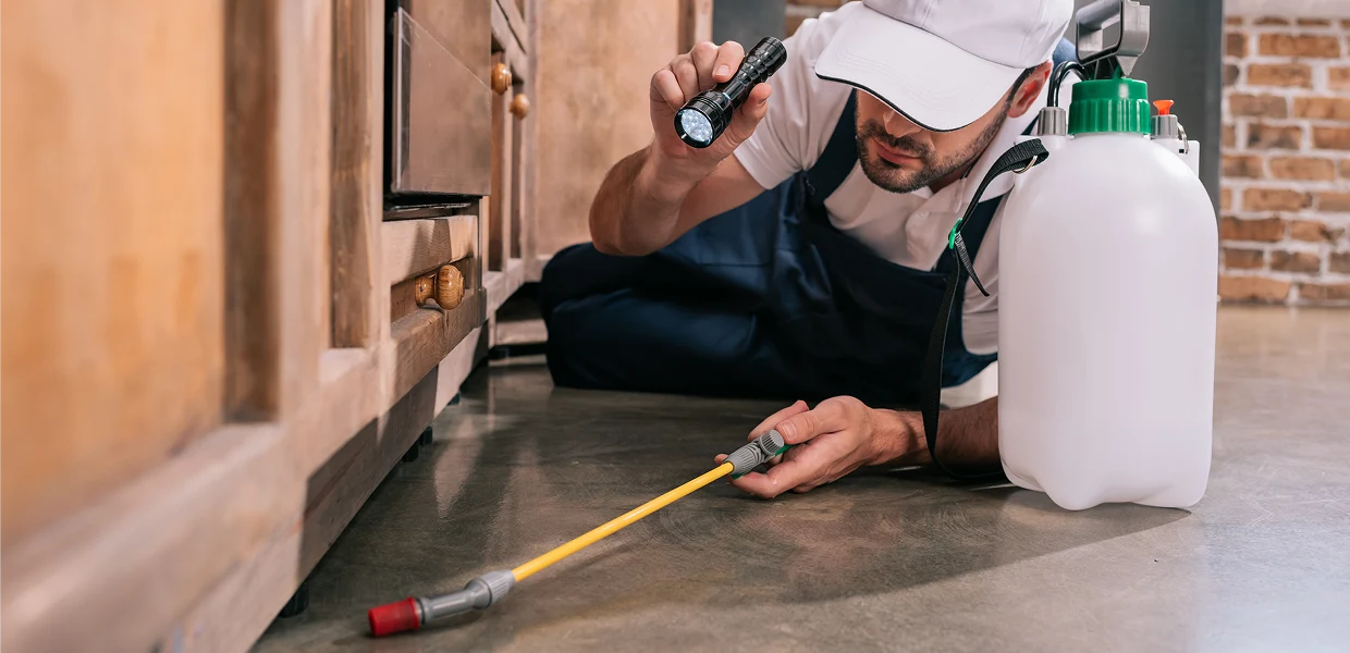 Understanding Why Pest Infestation Happens Inside Homes
